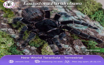 Lasiodora Parahybana Sling Tarantula